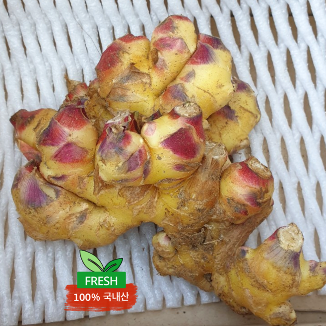 푸른마을 국내산 신선한 햇생강 흙생강 세척생강 특품, 1박스, 흙 생강 [특품] 1kg