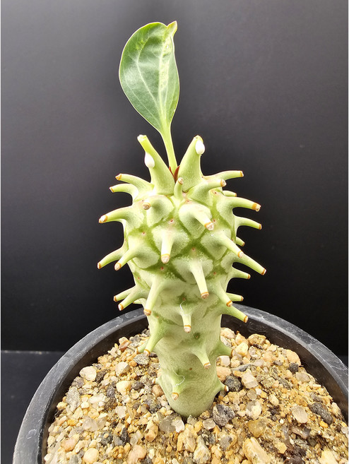 유포르비아 롱기투베르쿨로사 -250426 코덱스 아프리카식물 코덱스농장 싸이테스 멸종위기희귀식물 739 선인장