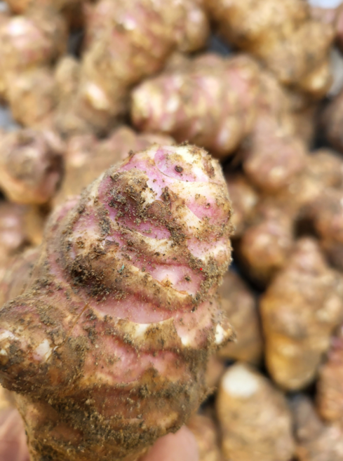 안동 슈퍼돼지감자1kg 9800 돼지감자 생 돼지감자 돼지감자, 1박스