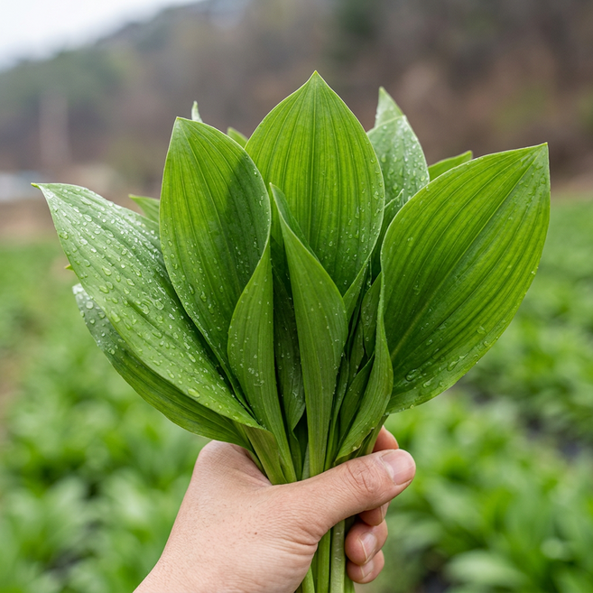 강원도 생 명이나물 산지직송 산마늘 1kg 당일수확, 2kg, 1박스