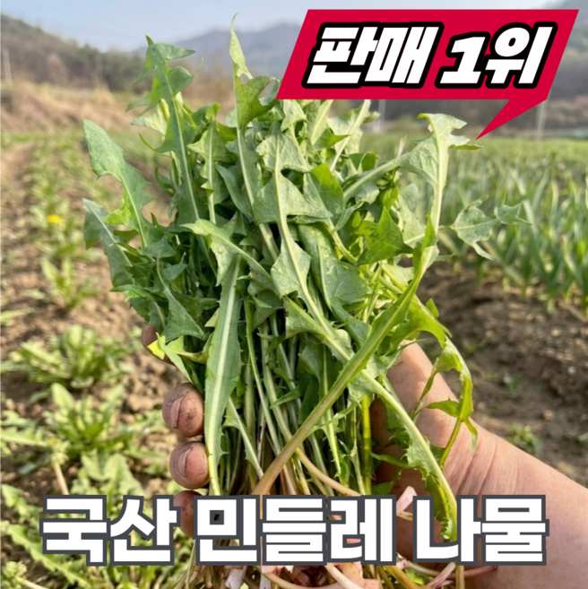 [작년판매1위] 자연산 국산 생 민들레나물, 500g, 1개
