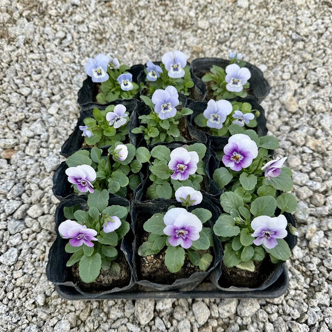 비올라 연분홍보라 12개반반세트, 1개