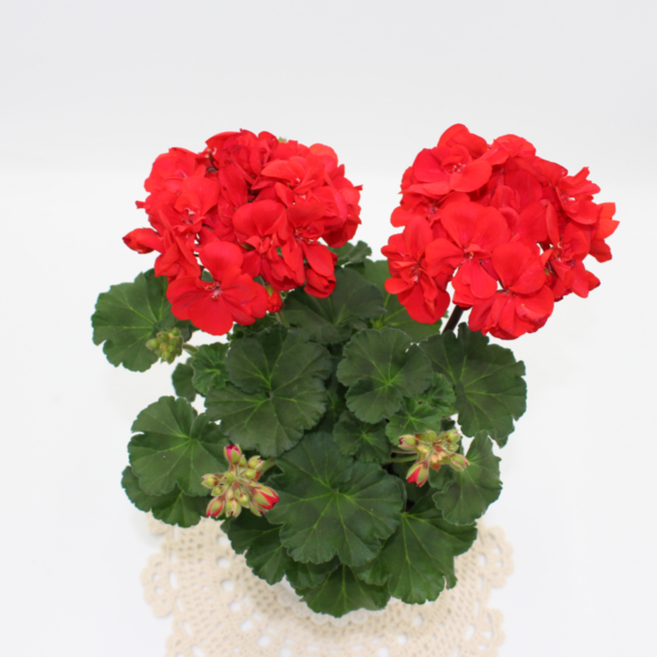 [골든플랜트] 페라고늄(Pelargonium) 페라제라늄 ( 중 품 ) 특A급 색상9가지 베란다월동 추위강함 색상랜덤발송 상세페이지참고, 1개