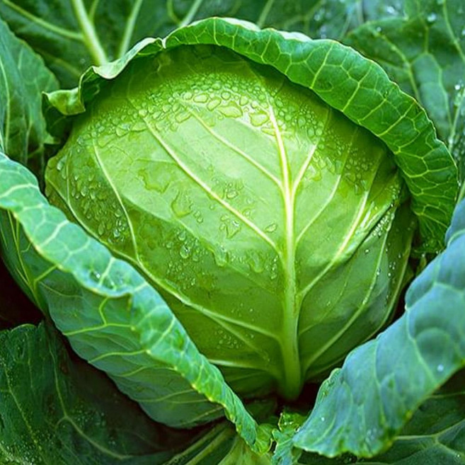 [최상급원물] 국내산 양배추, 1박스, 3kg