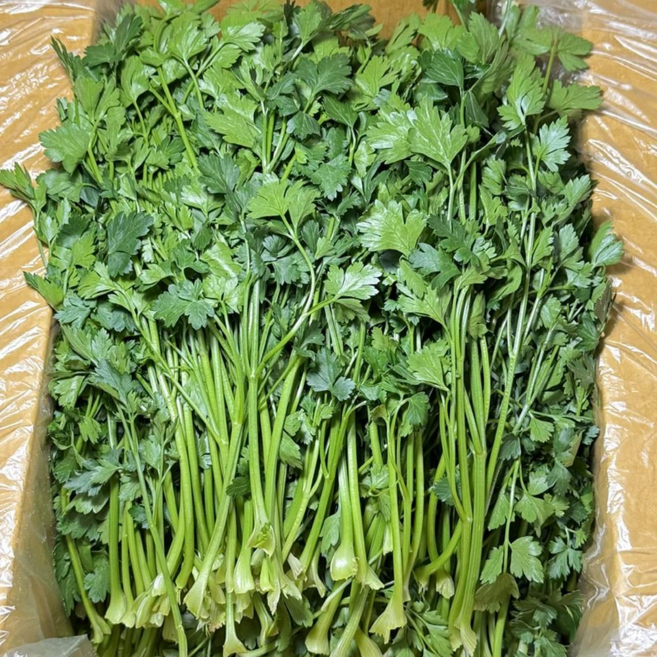농진사 향나물 이태리 파슬리 국내산 특품, 2kg, 1개