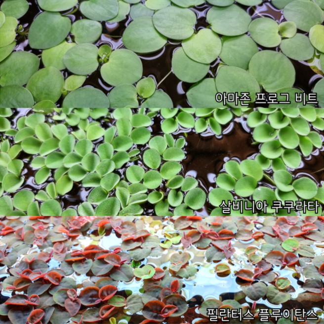 [수초인] 쉬운 부상 수초 3종 세트 /달팽이가 없는 깨끗한수초