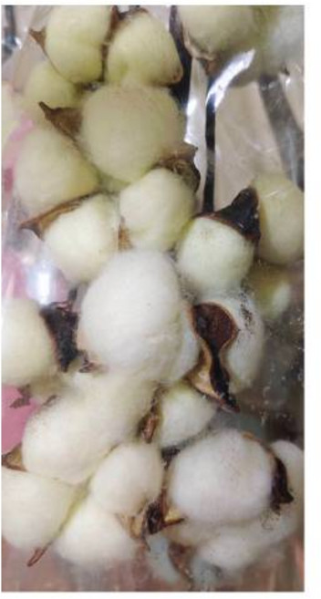 乾燥染色棉花 手作DIY花材 淡黃色單朵 無鐵絲, 淡黃1朵-不含鐵絲