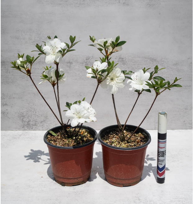 [신한철쭉농원] 백매 묘목 왜철쭉 사스키 철쭉 분재, 1개, 흰색