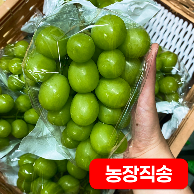 [농장직송] 당도선별 샤인머스켓 특품 김천맘카페1등, 1박스, 2kg