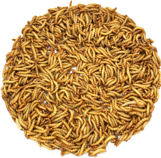 살아있는 밀웜 100마리, 13g, 1세트, 생밀웜 대