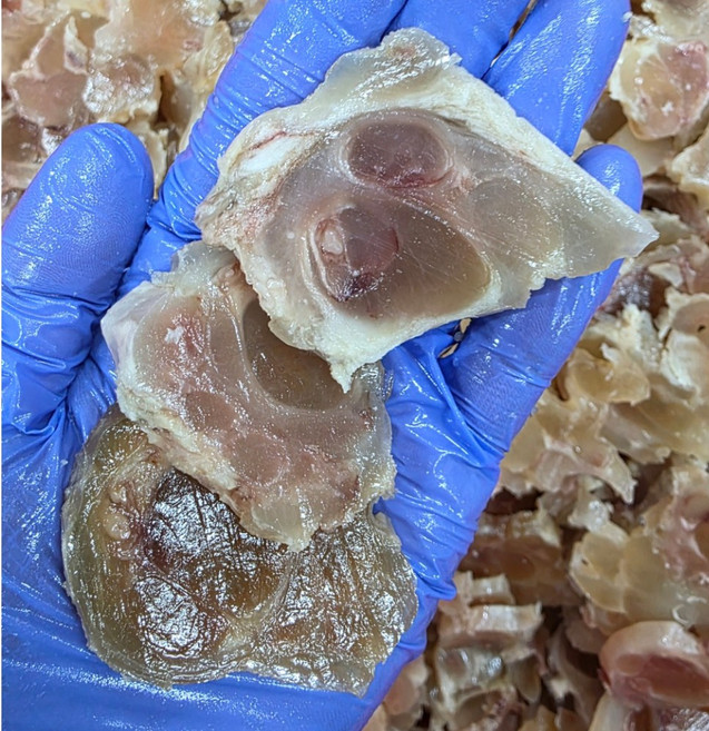삶은 도가니 스지수육 알스지 소스지 소힘줄 500g 1kg, 1개