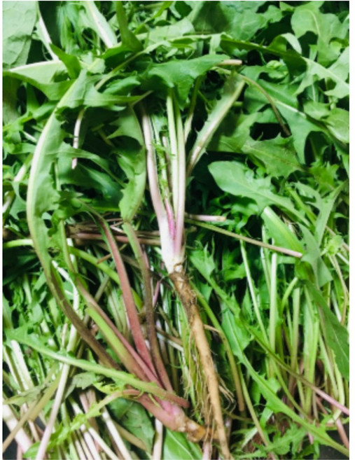 [국내산] 약재 약초 나물 된장국 향긋한 생민들레 앉은뱅이 생민들레잎, 1개, 200g