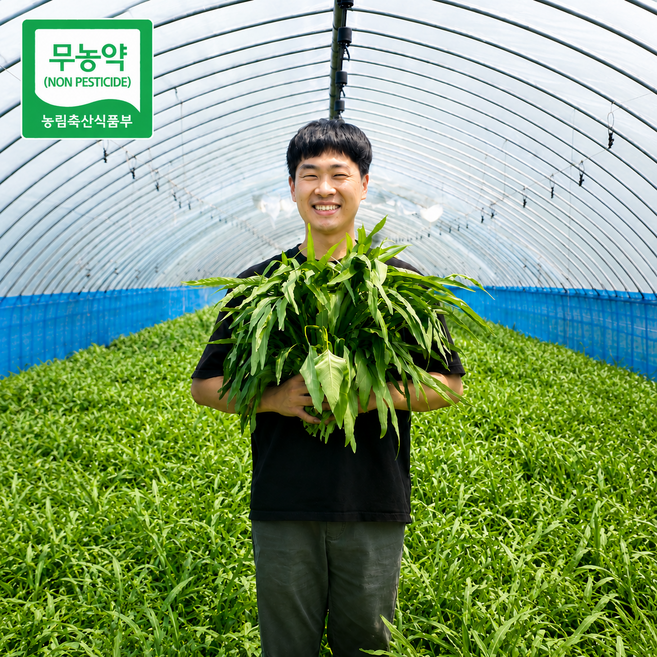 공심채 친환경 국내산 모닝글로리 산지식송 500g 1kg 2kg 4kg 신선의기준, 1개