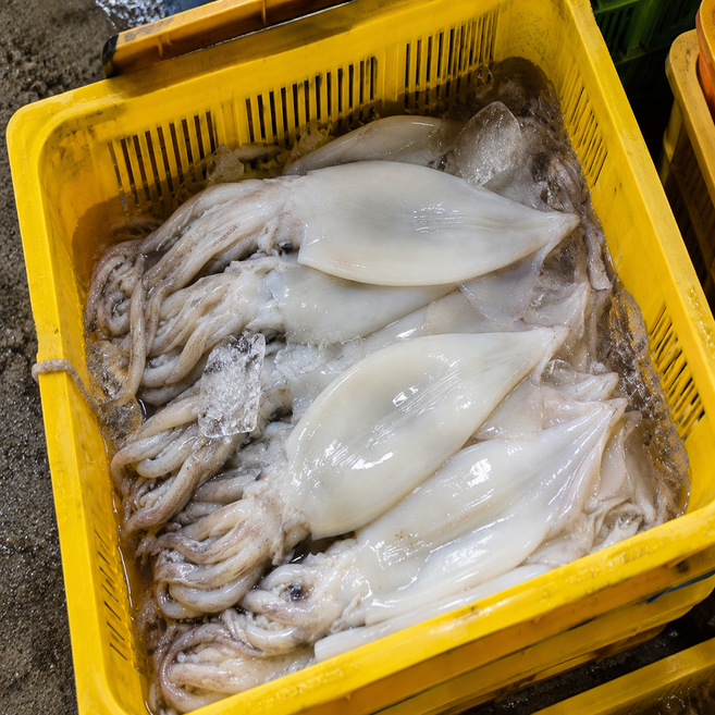 두툼한 생물 급냉 냉동 오징어 손질 오징어, 3세트, 2미(300~350g)