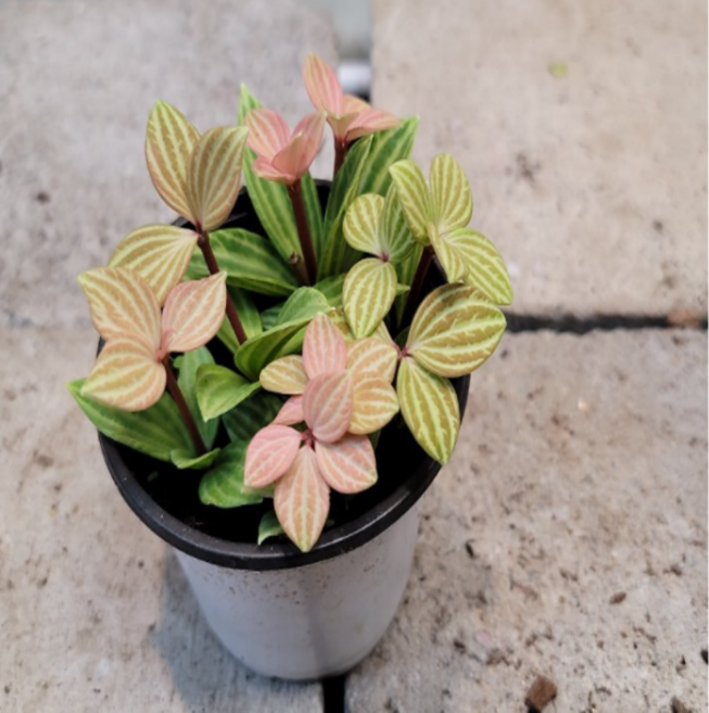 땅콩페페(재입고), 1개