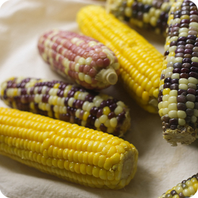 쫀득쫀득 찰진 찰옥수수3종세트, 1박스, 4kg:홍찰6개+알록이10개+황찰(노랑이)4개