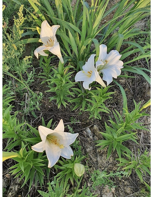 국내산 백합(흰색)/ 화산농원, 10개