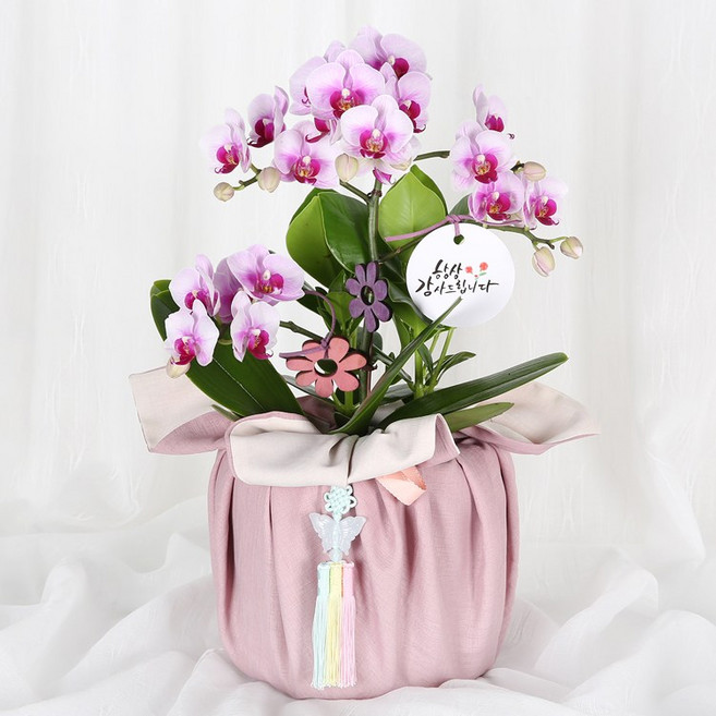 (오늘도착) 99플라워 호접란 ST-H477 - 개업 승진 축하 취임 전국당일배송 화분