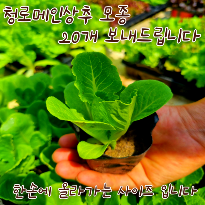 [아트플라워] 청로메인상추모종 행사(스무개보내드립니다) 청상추 꽃상추 로메인 학습용 학교모종, 20개