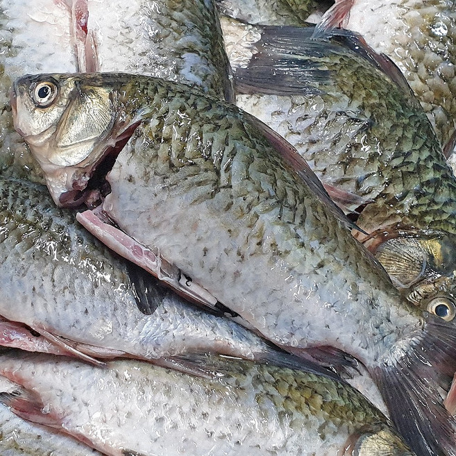 국내산 토종 민물고기 손질 붕어 1kg 참붕어 비늘내장제거 매운탕양념무료증정, 1개
