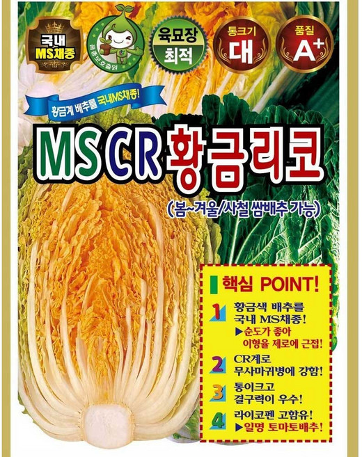 MS CR 황금리코 사계절 배추 씨앗 100립, 1개