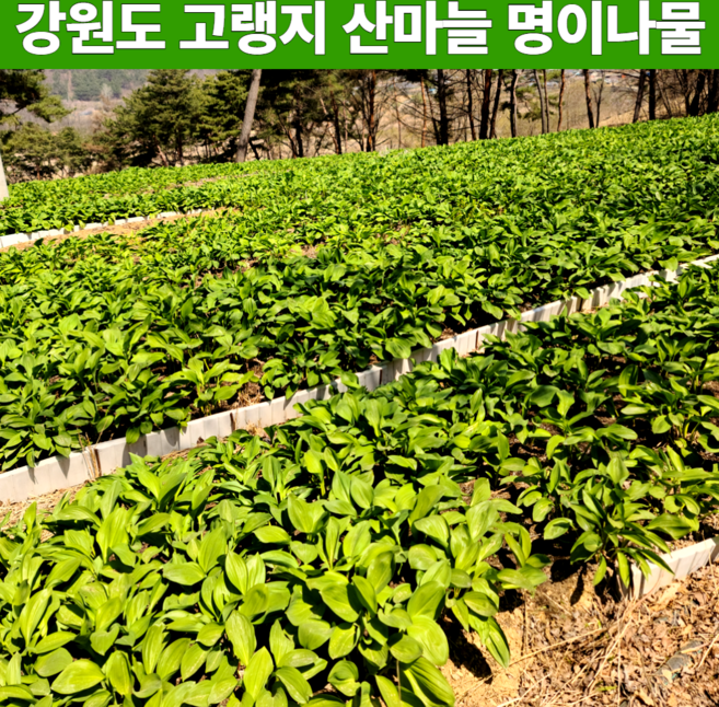 신선한 고랭지 강원도 자연산 생 명이나물 제철 생 산마늘 잎명이 대명이 줄기명이 산명이 잎 인제 장아치 짱아치 추천 봄나물 4월 5월 제철 수확 1kg 2kg 1키로 2키로, 1박스