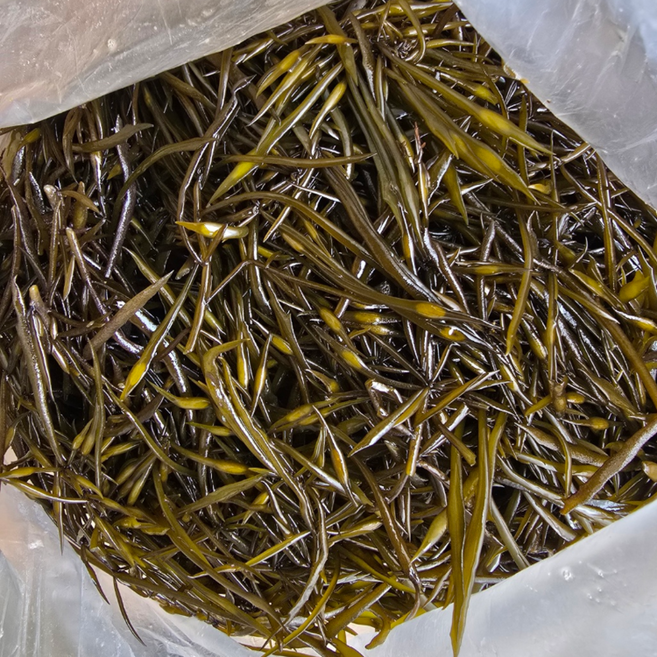 당일수확 생 톳나물 생톳, 1kg, 1개