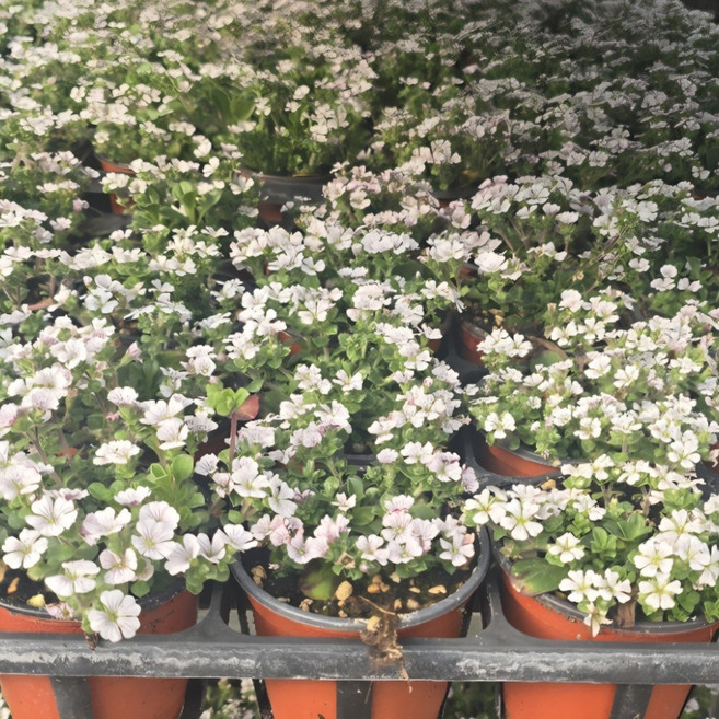 이끼용담 지피식물 노지월동 다년초 모종3개 정원식물 노지 월동 야생화 9cm 화분묘, 3개