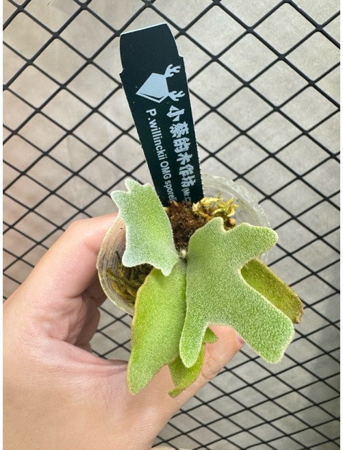 【小蔡的木作坊】OMG鹿角蕨侏儒爪哇孢子苗, 1個, Omg孢子苗-（1.5寸小尺寸）