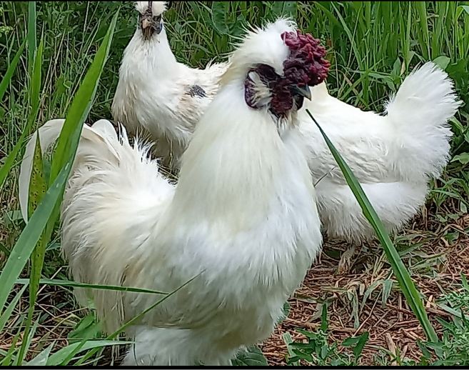 백봉오골계 부화용 종란 1알 (방사 유정란) [원산지:국산(충청남도 당진시)], 1개