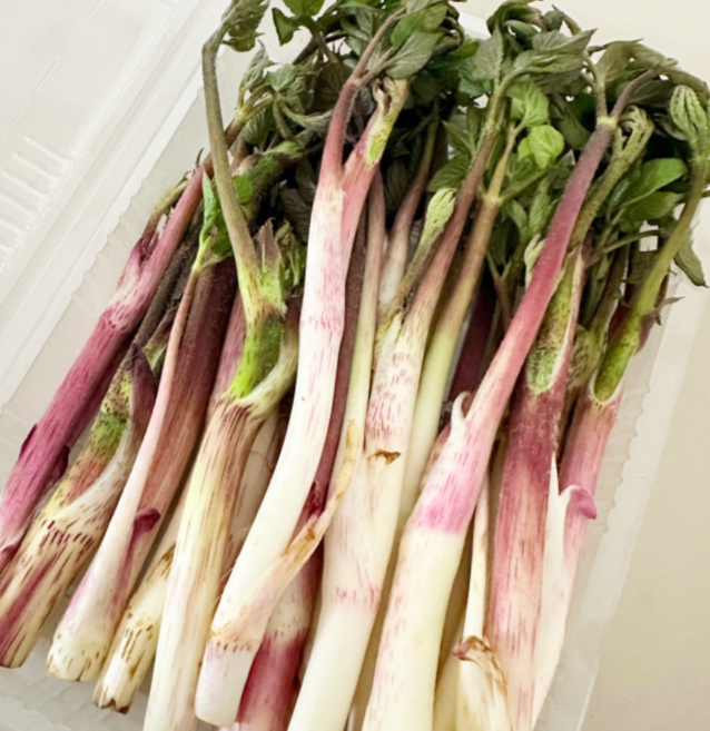 강원도 눈꽃 땅두릅 햇 두릅 백미향 봄나물 산나물 눈개승마 당일수확 산지직송 가정용 두릅, 500g, 1개