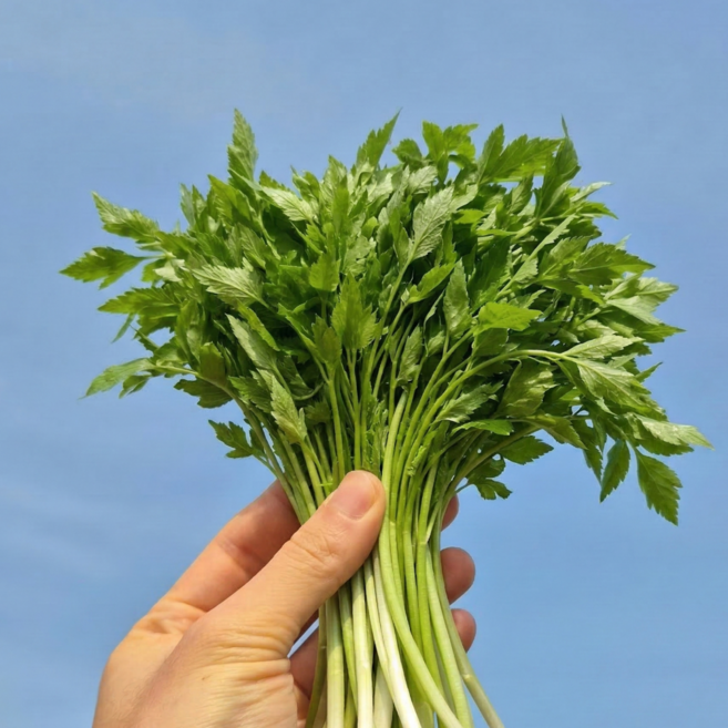 [최상급원물] 봄내음가득 제철 청도 미나리, 1개, 400g