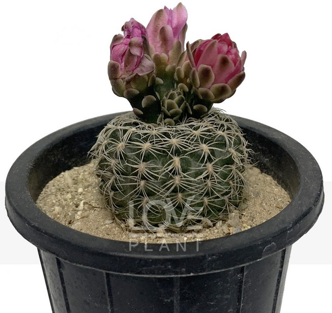 [꽃사랑식물나라] 님의향기 선인장 공기정화식물 식물키우기 플랜테리어, 1개