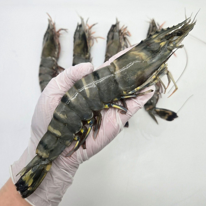 수산잇츠 블랙 킹 타이거 새우 5미 약450~500g, 5개, 500g