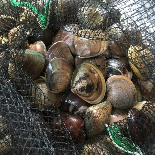 서해안 조업 생합 백합 1kg, 중소, 1개