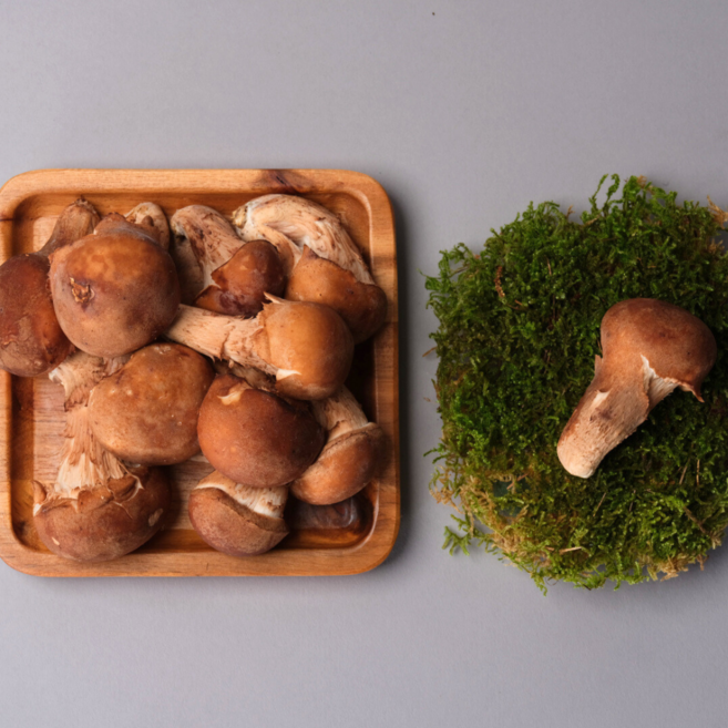 천지고 국내산 참송이버섯 특대과 산지직송, 1개, D급 1Kg