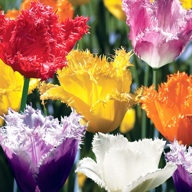 [큐가든] 튤립 구근 프린지드 15~12개 고급종 혼합 특선 유럽직수입 프린지 튜울립, 15개