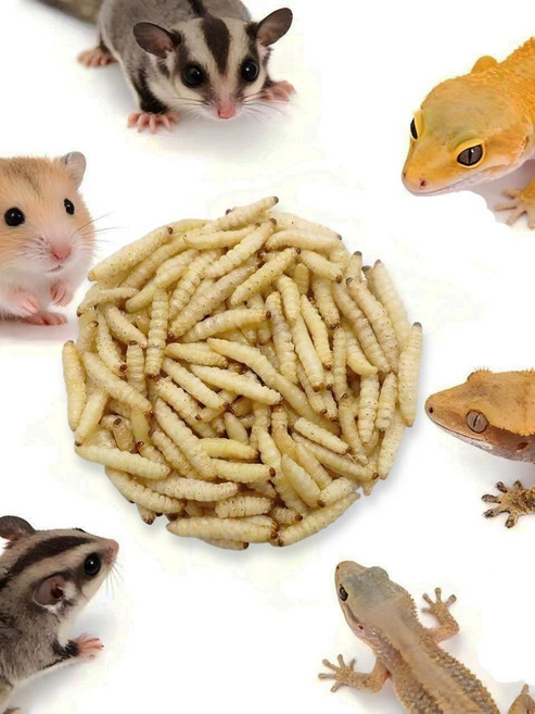 밀웜 도마뱀먹이 파충류 슈퍼밀웜 냉동귀뚜라미 곤충젤리, 4. 동결건조 왁스웜 소형 1박스, 10g