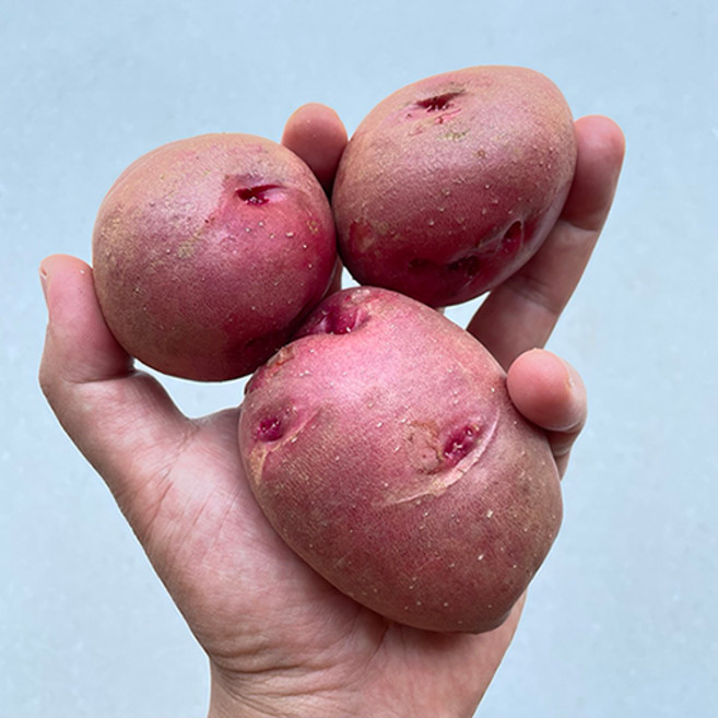 남해 하동 진주 햇 홍감자 최상품, 홍감자3kg(중), 1개