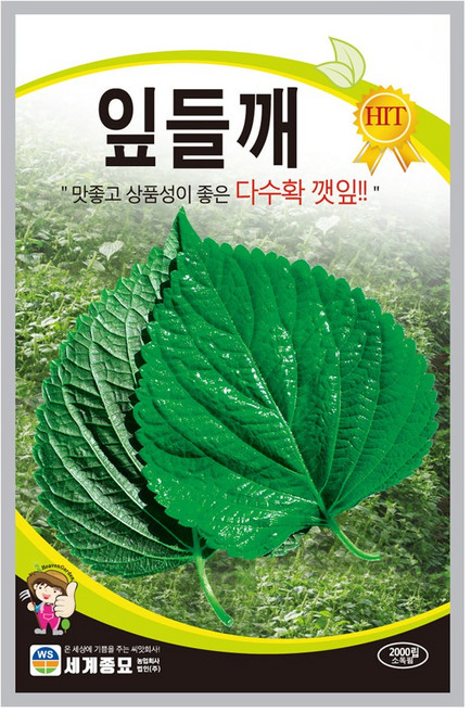모칸도 잎들깨 씨앗 2000립 세계종묘 깻잎씨앗 들깨씨앗, 1개