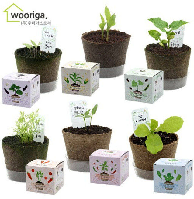 미니화분 식물 키우기 강낭콩/옥수수/가지/당근/고추/상추, 06) 팜팜농장_상추