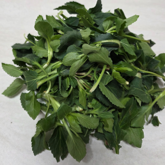 [백화점 납품] 부지깽이 나물 생 부지갱이 국산 부지깽이나물 부지갱이나물 취나물 봄나물, 200g, 1개