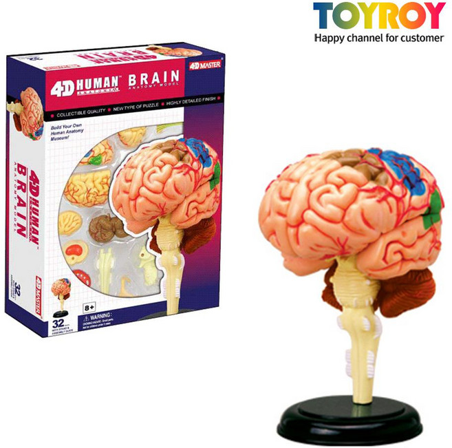 인체모형 뇌 두뇌 해부모형 입체퍼즐 과학 완구, HA06 뇌모형, 1개