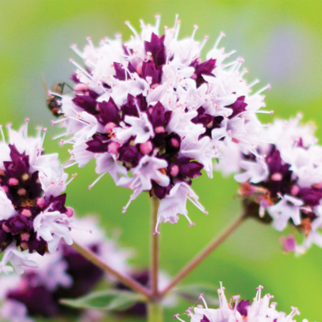 마조람(Majoram)-MN, 5ml, 1개