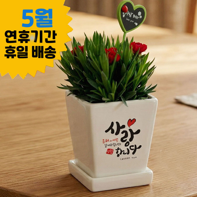 어버이날 선물 오래가는 생화 카네이션 화분, 1개, B타입 사랑합니다