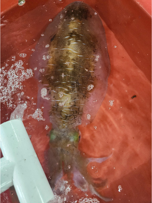 8위 - 살살녹는 거대한 무늬오징어 특대 천중어 2kg 흰꼴뚜기, 생물1.8kg손질후1.3kg