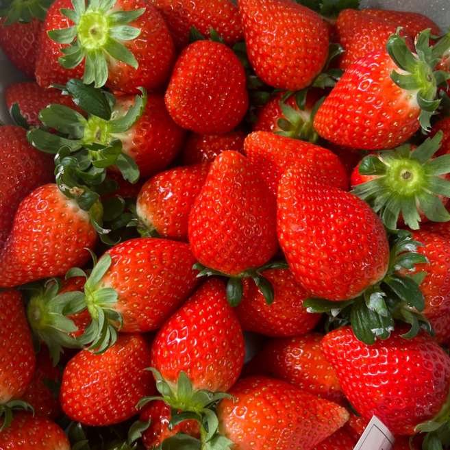 [당도선별]설향딸기 산지직송 당일수확 신선딸기, 2개, 15/20구 450g+450g(특)