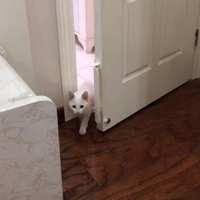 방묘문 펫도어 애완 동물 도어 오프너 제어 가능한 항목 교육 개봉 구멍 도구 드릴링없이 개 고양이에 대한, 1개