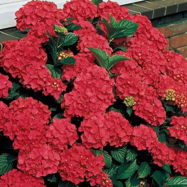 (나무농장) 마크로필라 수국 레드바론 P9 포트, 1개