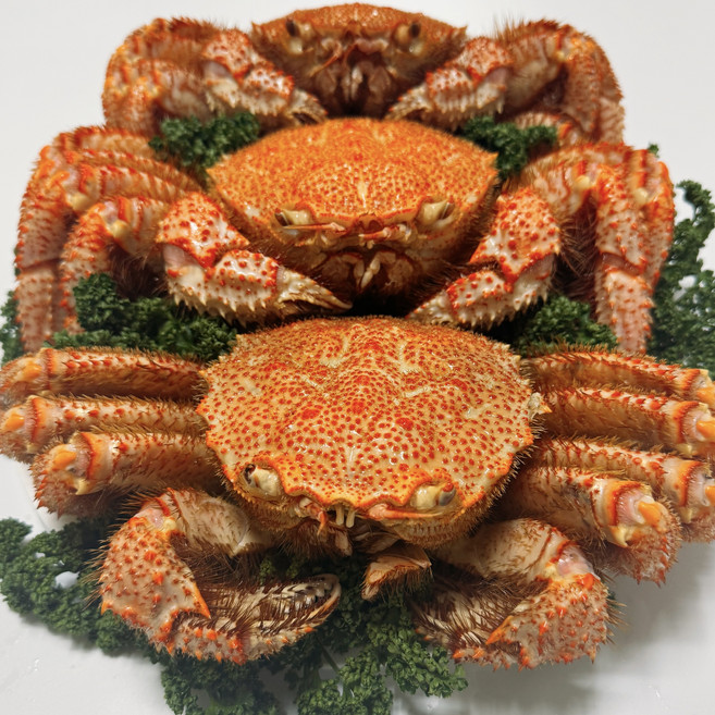 러시아 자숙 털게, 1개, 1마리 1.2kg